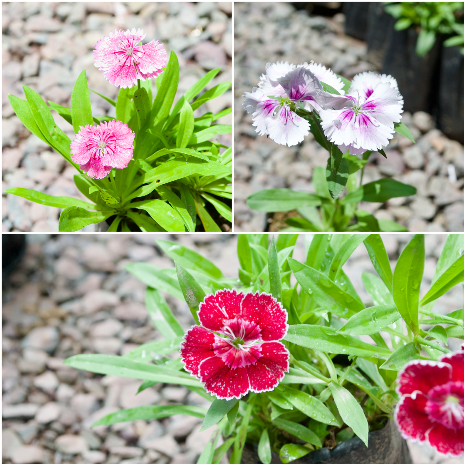 Dianthus Collection