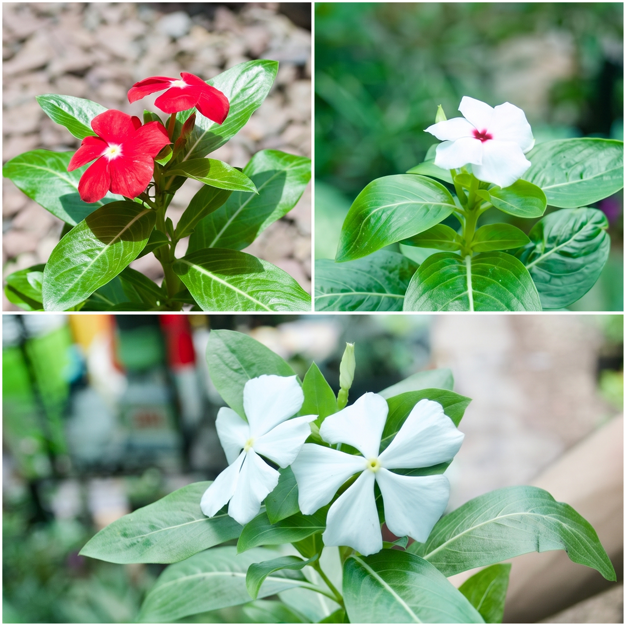 Madagascar Periwinkle Collection