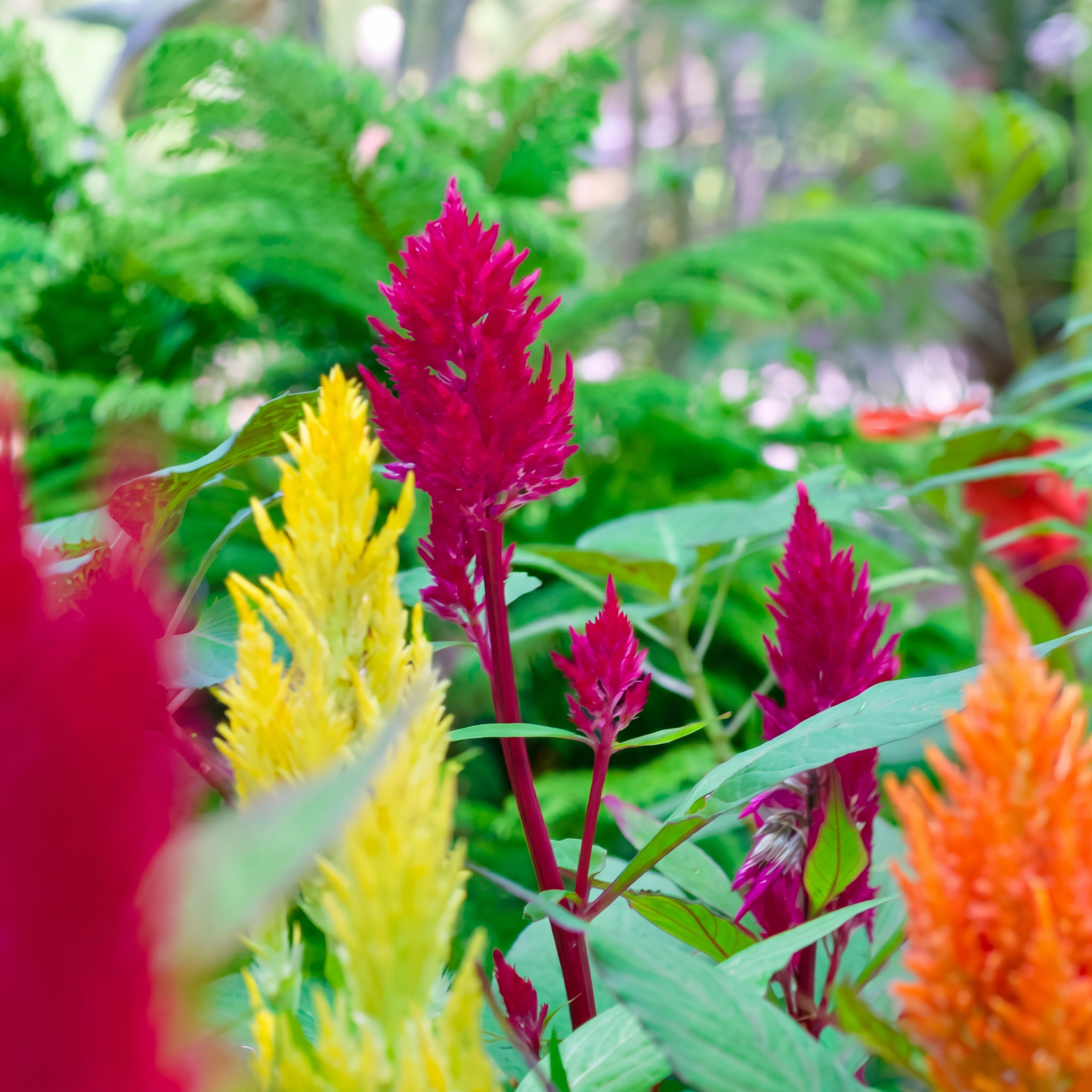 Feather Celosia Collection