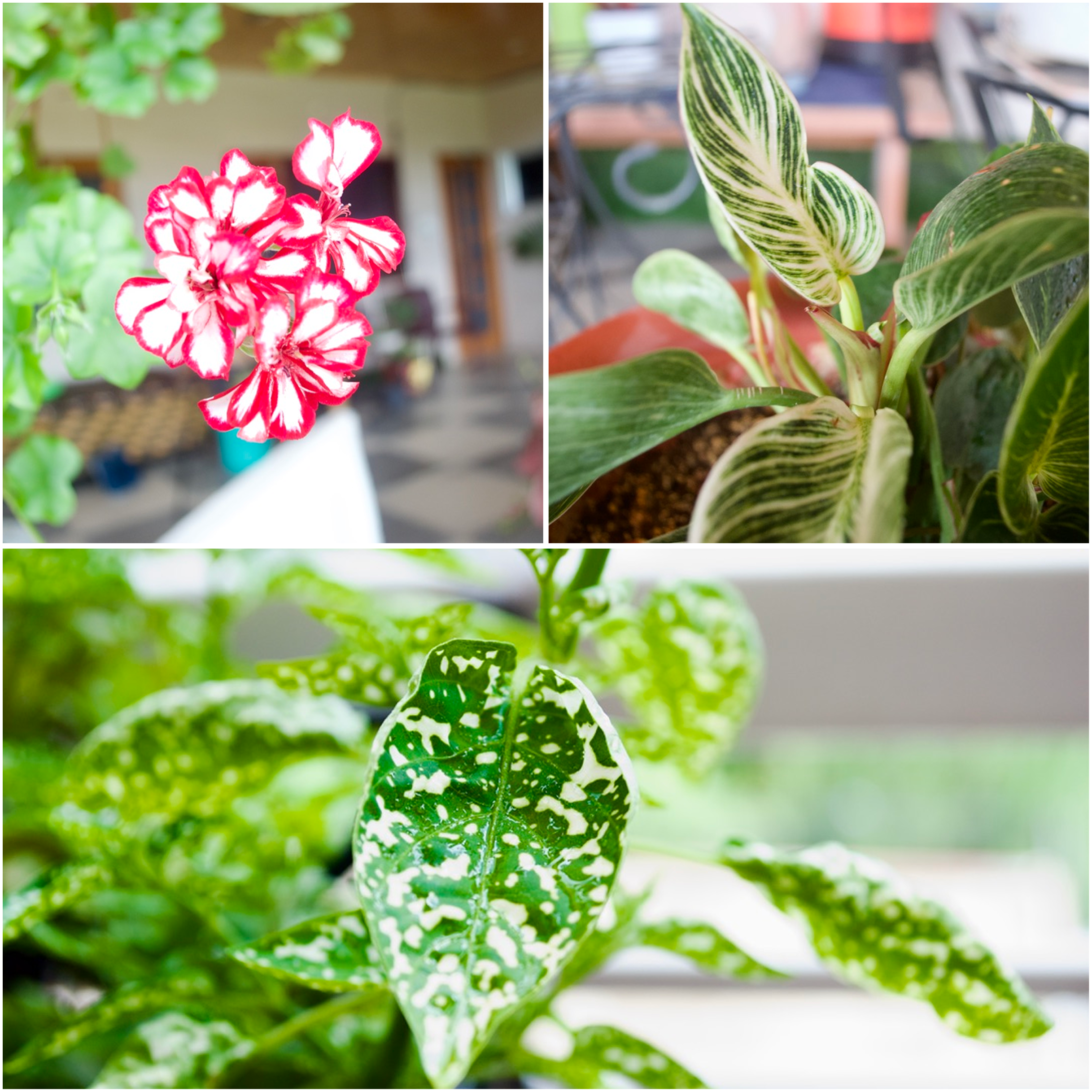 Balcony & Patio Plants