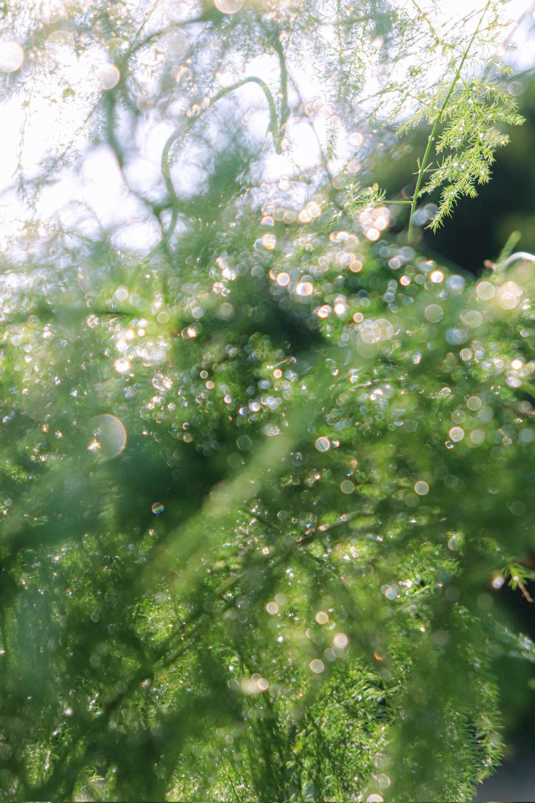Mistiful Plants