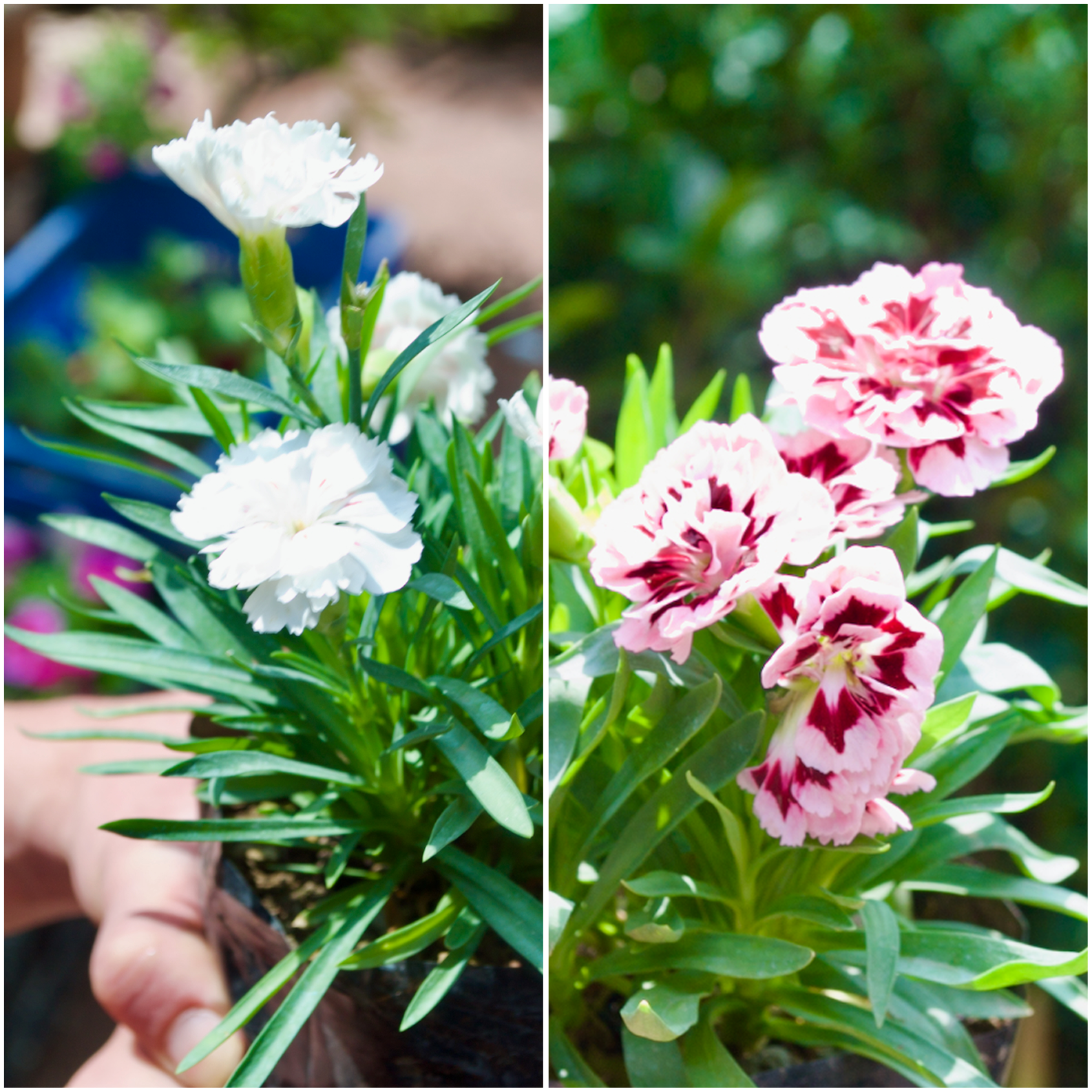 Carnation Collection