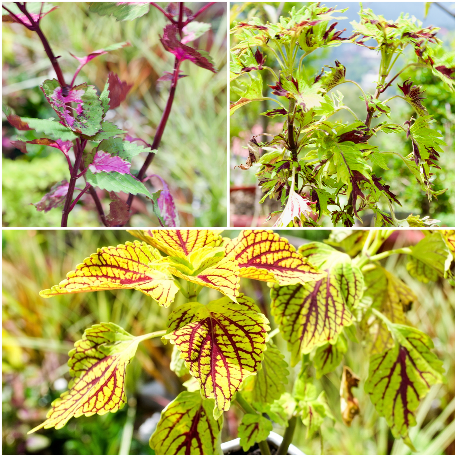 Coleus Collection