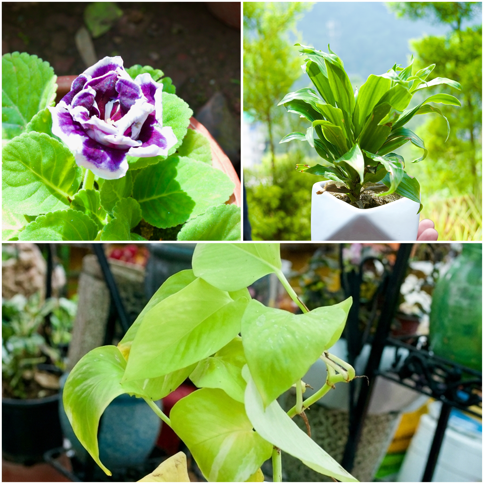 Desktop & Tabletop Plants