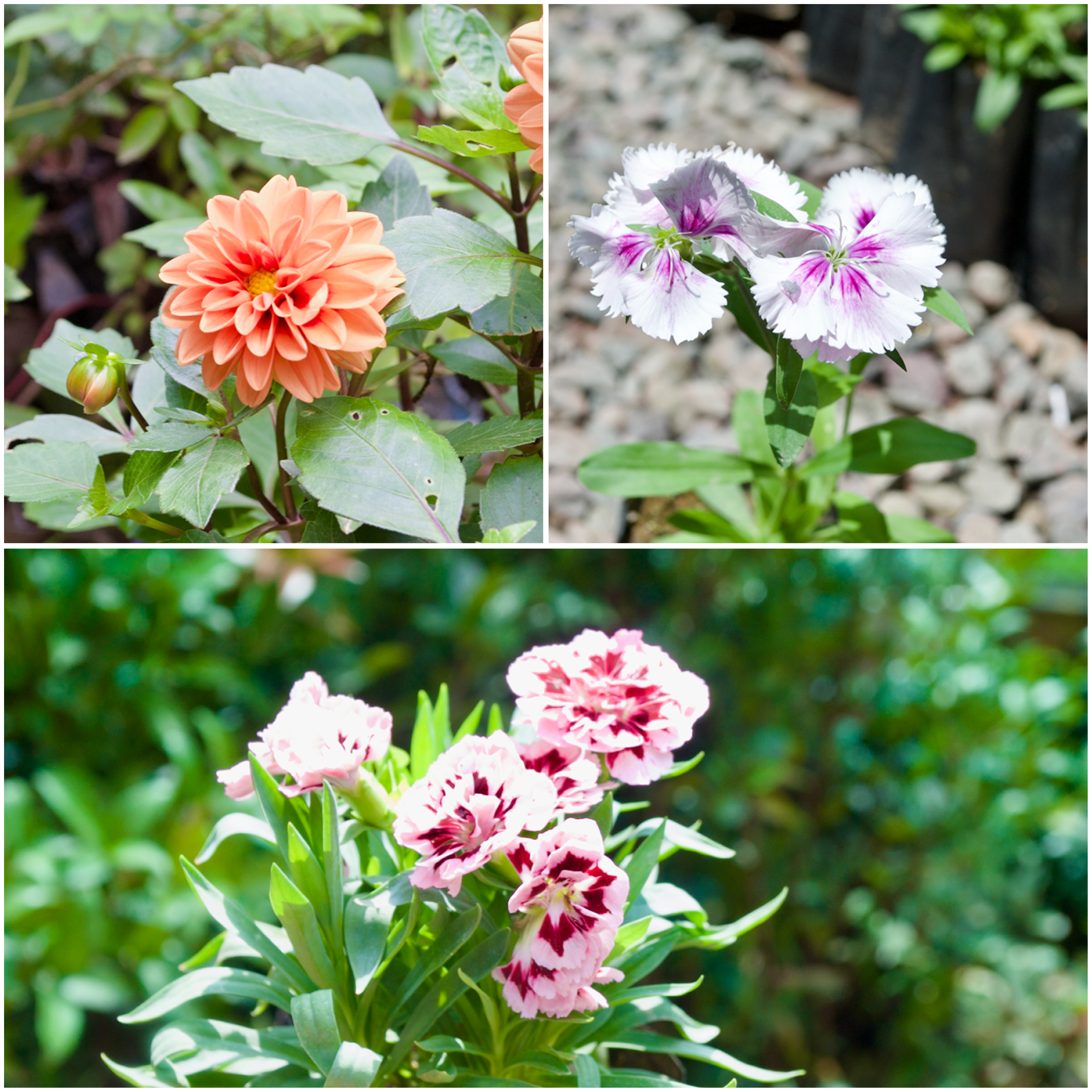 Flowering Plants