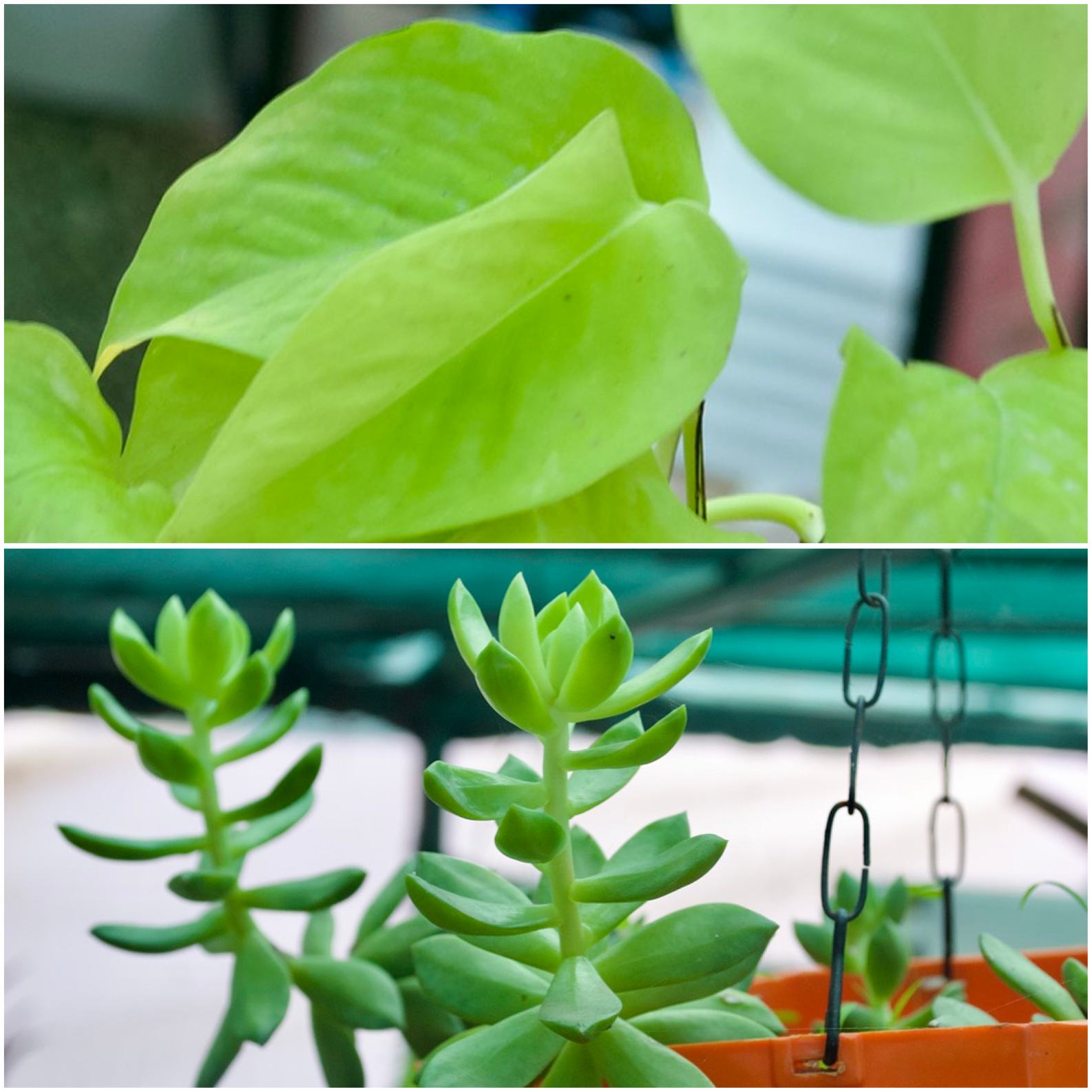 Hanging & Trailing Plants