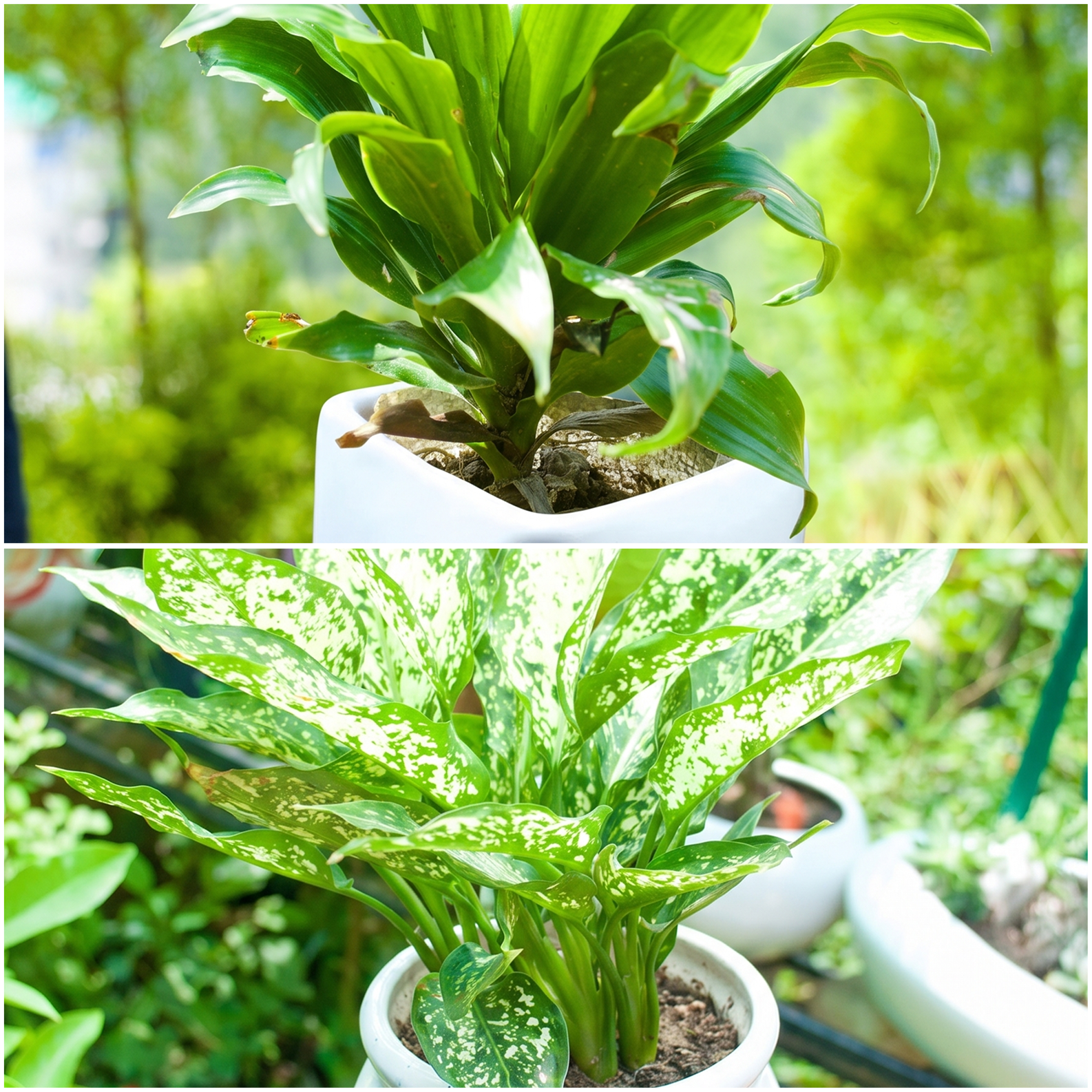 Low-Light Plants