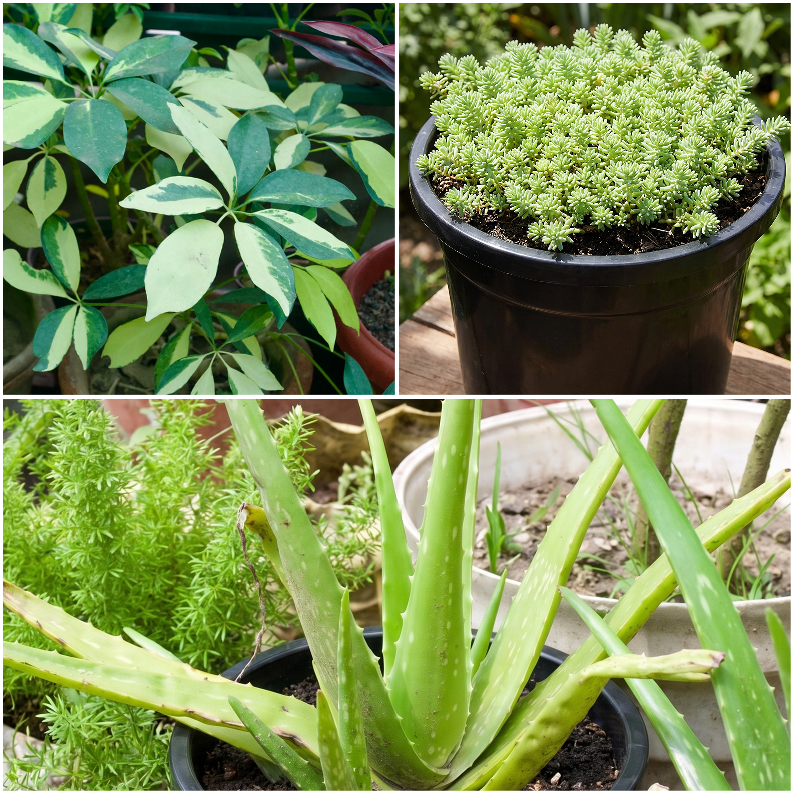 Indoor houseplants