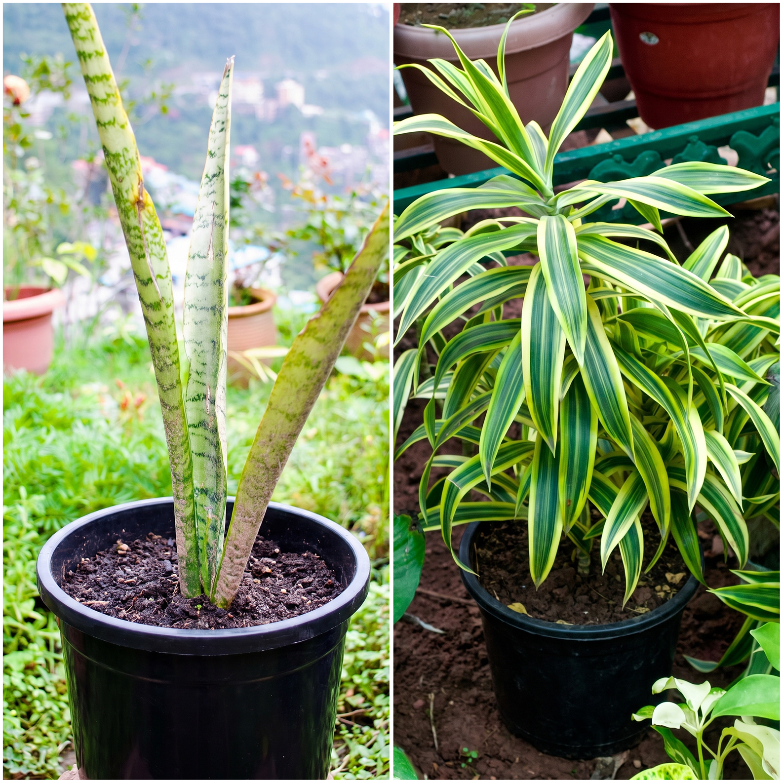Dracaena & Snake Plant Collection