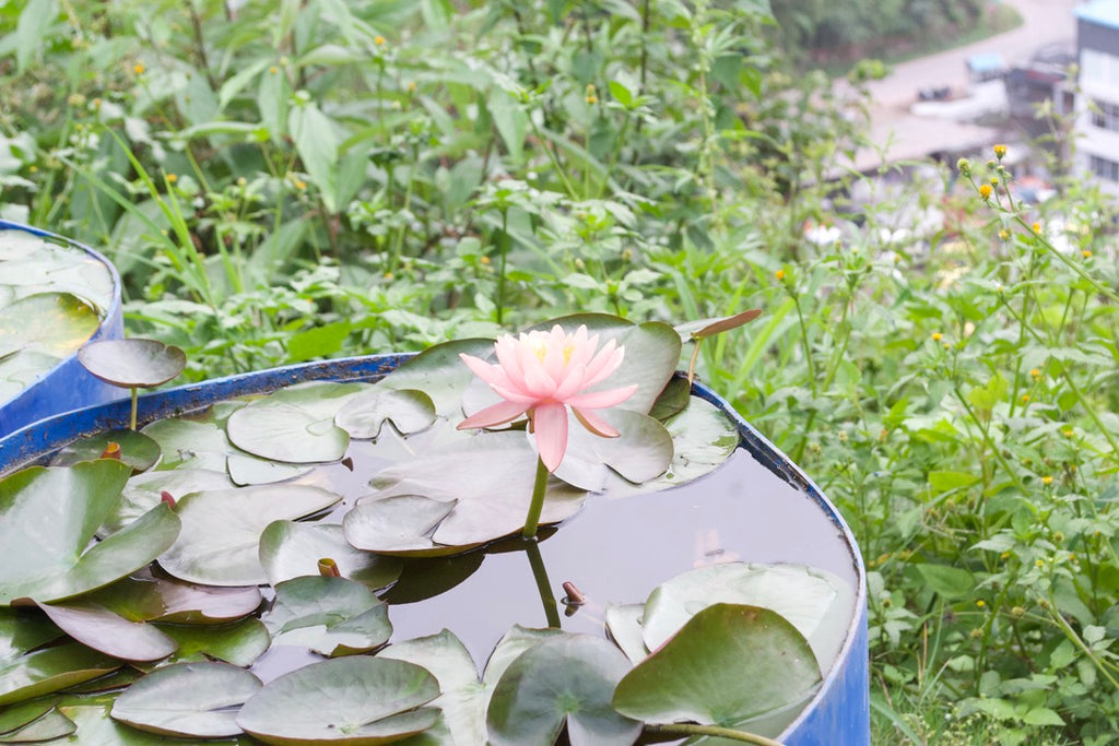 Water Lily