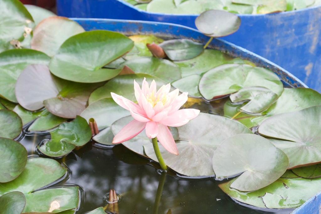 Water Lily