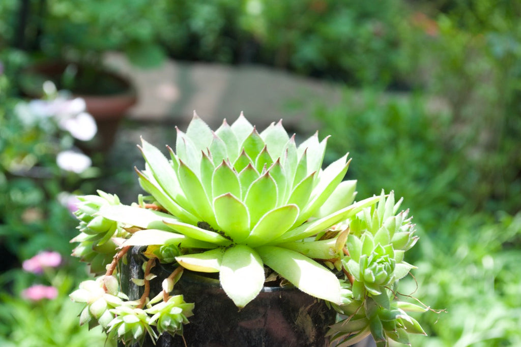 Houseleek