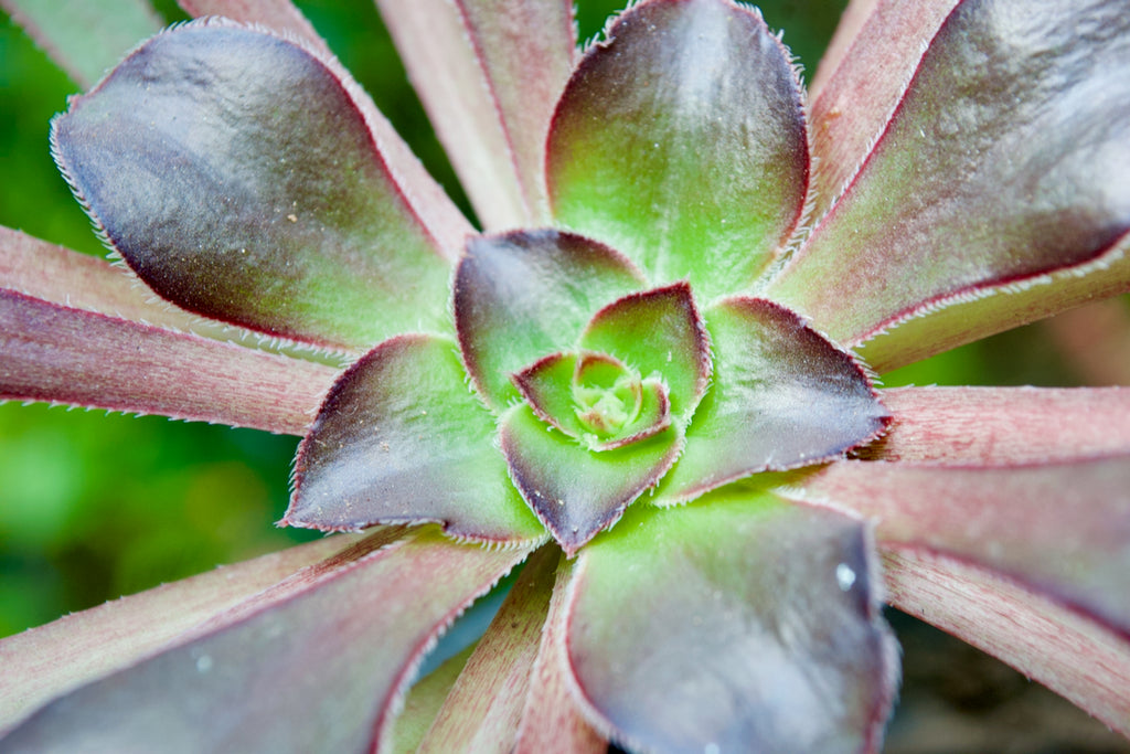 Black Rose Aeonium