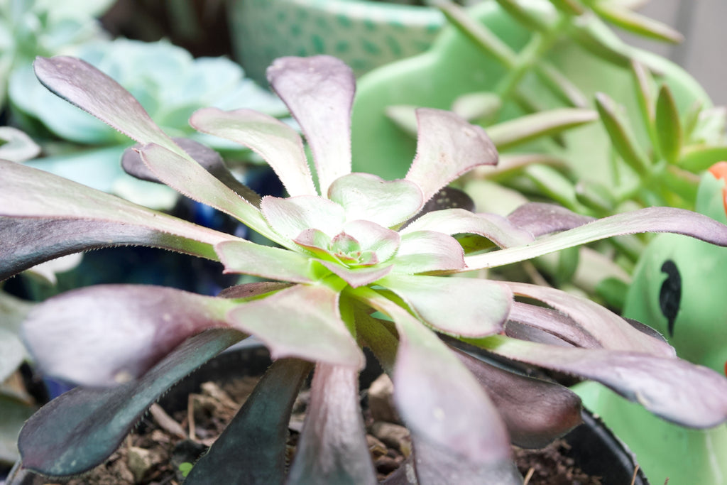 Black Rose Aeonium