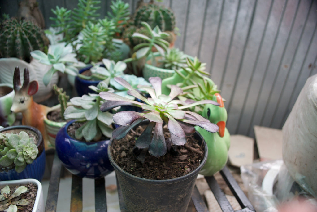 Black Rose Aeonium