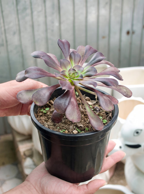 Black Rose Aeonium