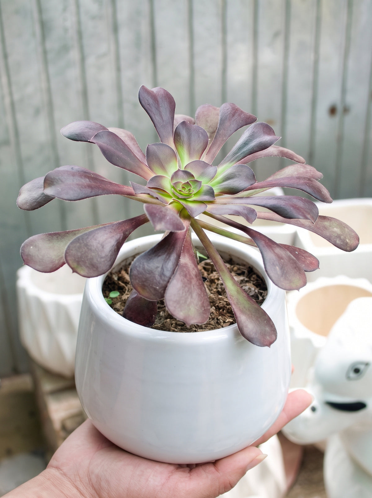 Black Rose Aeonium