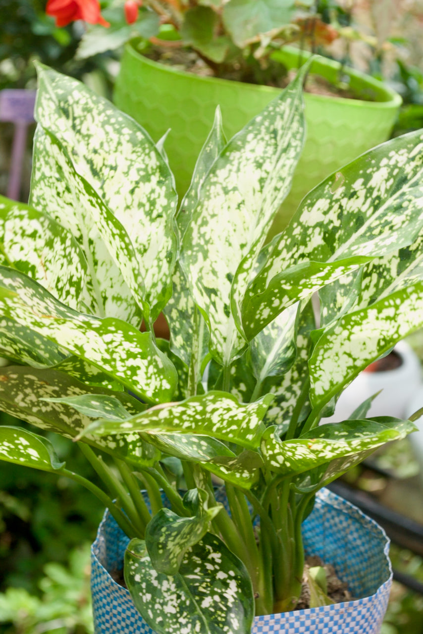 Snow White Aglaonema