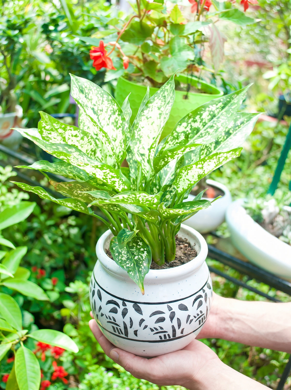 Snow White Aglaonema
