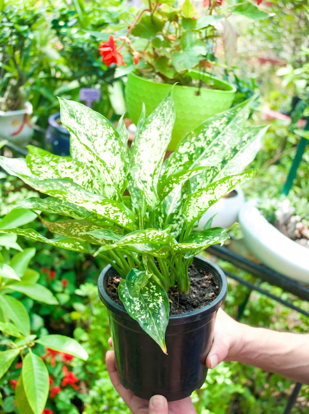 Snow White Aglaonema