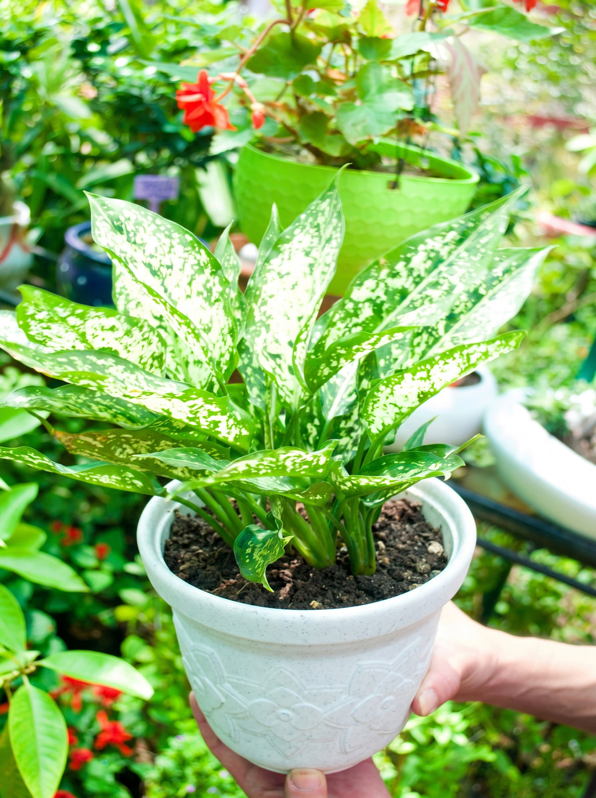 Snow White Aglaonema