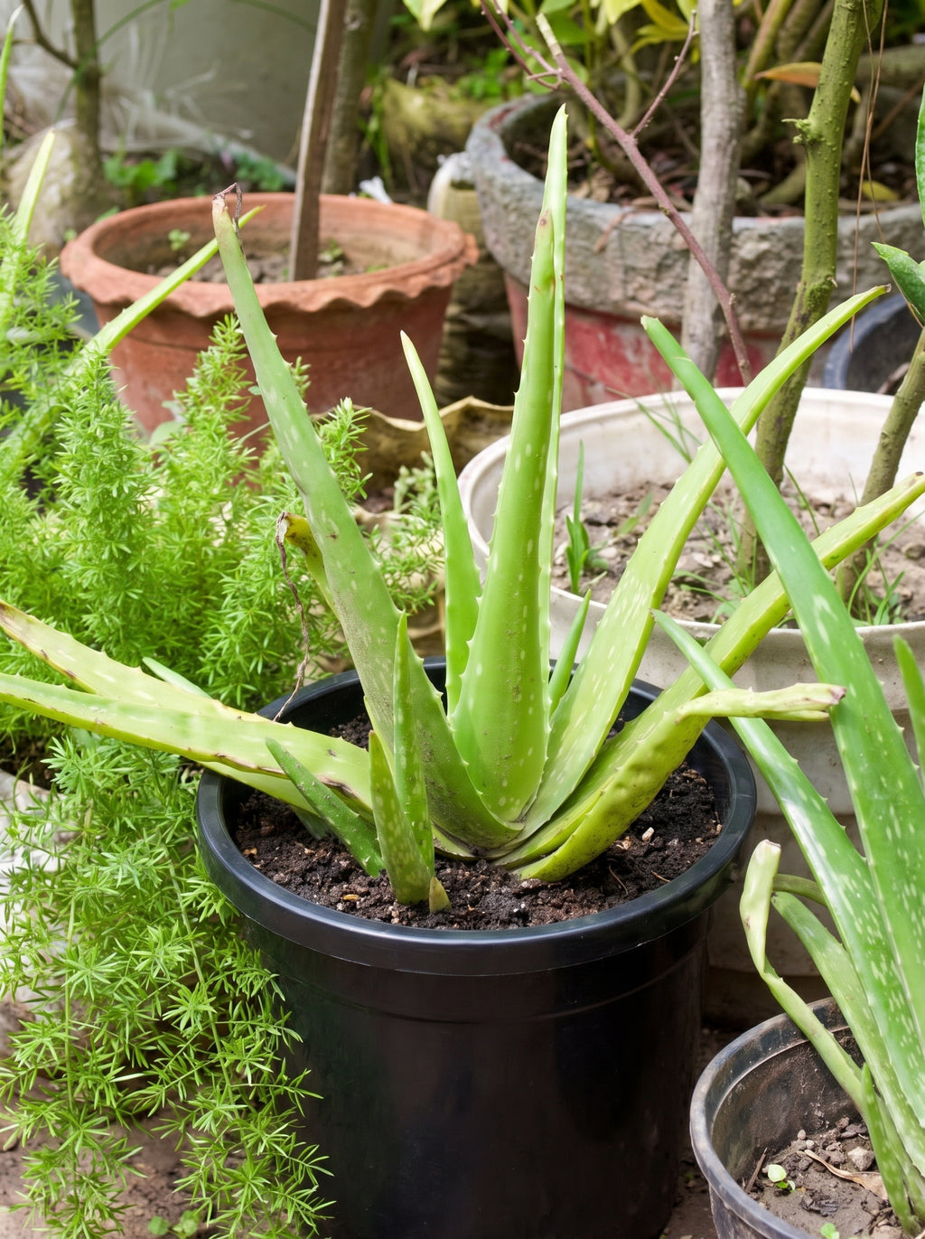 Aloe Vera