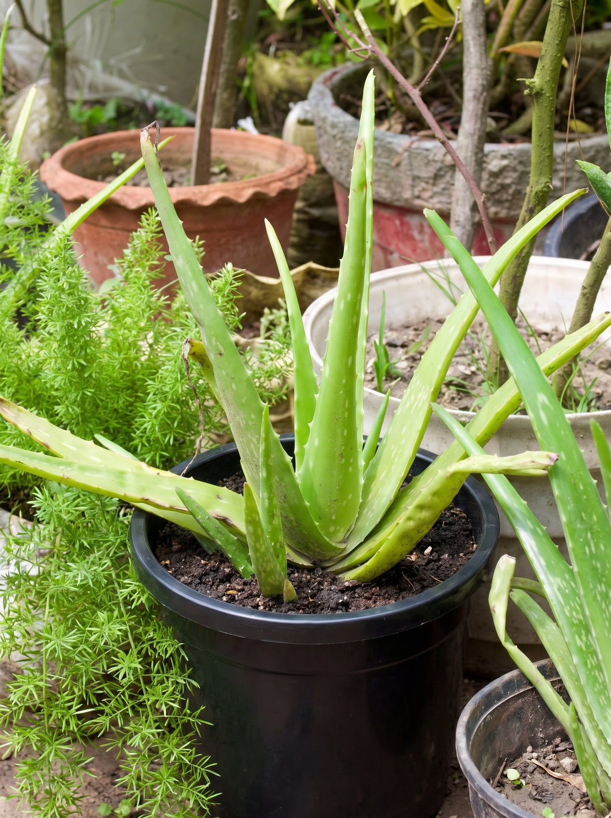 Aloe Vera