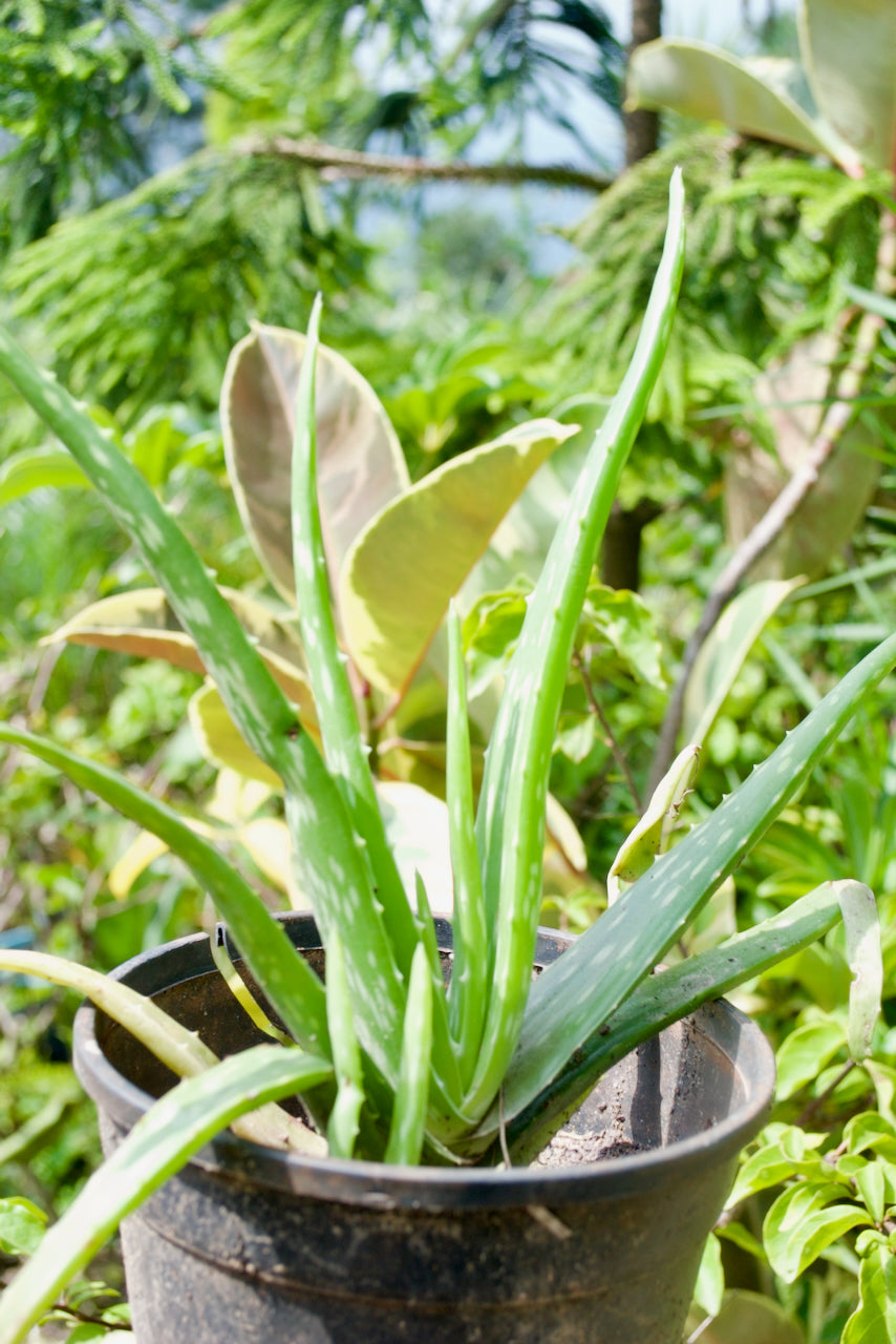 Aloe Vera