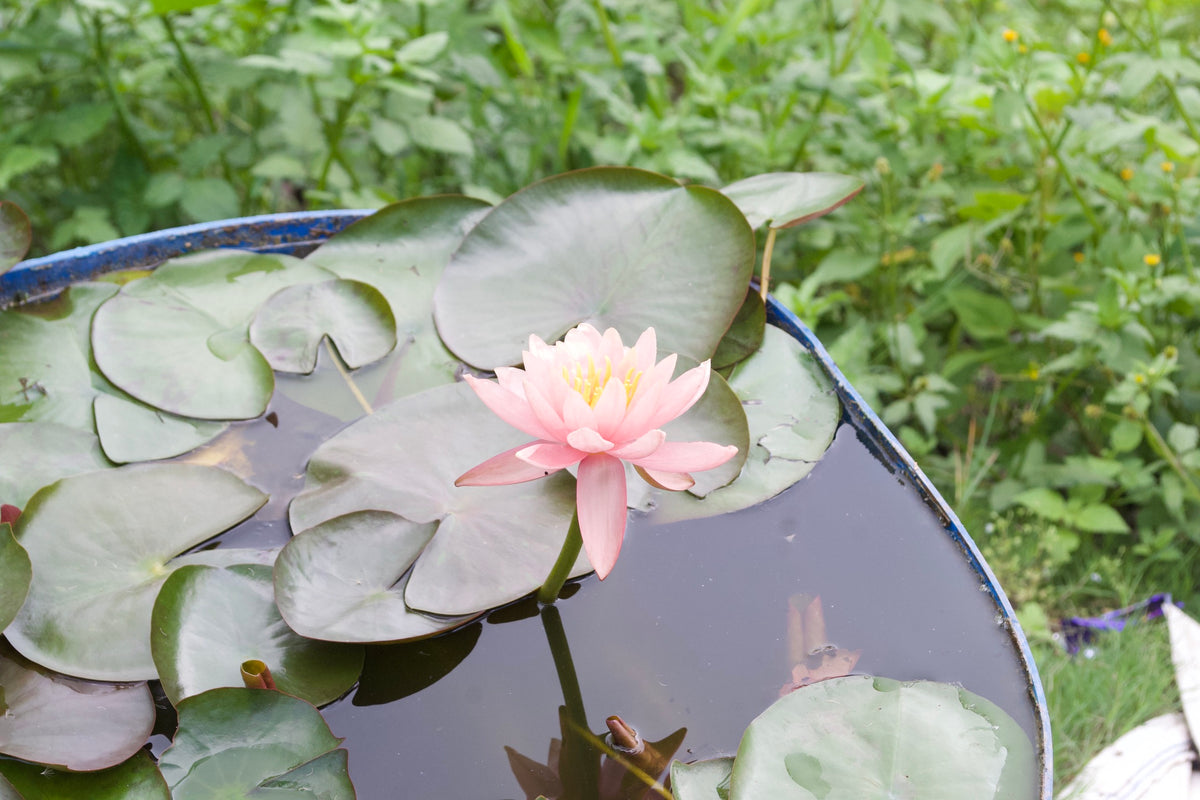 Water Lily