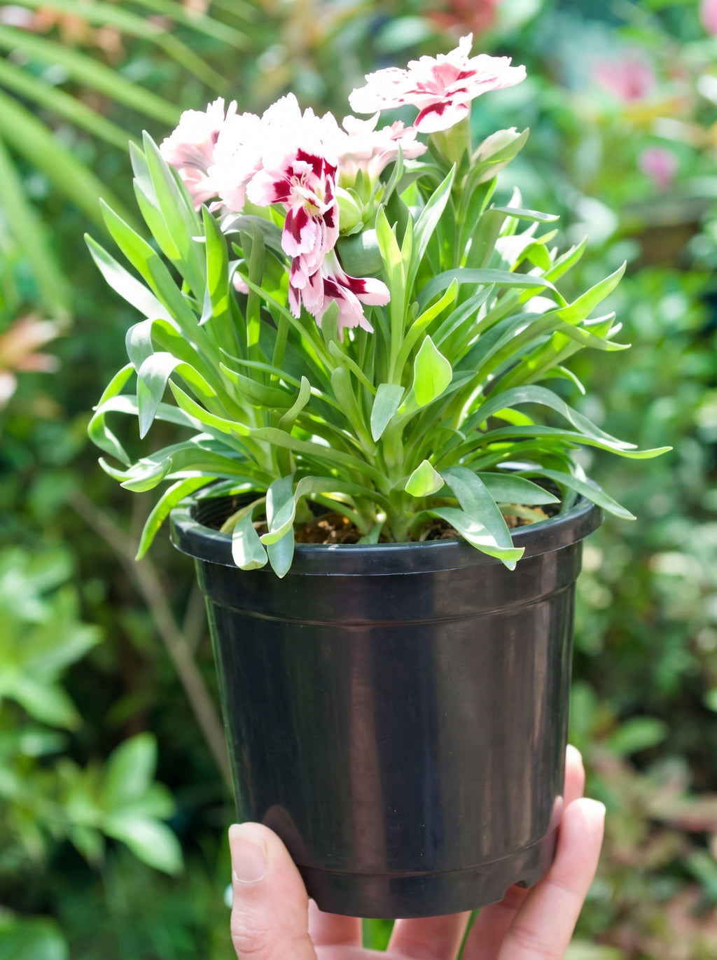Carnation Dianthus (Candy Pink & Red)