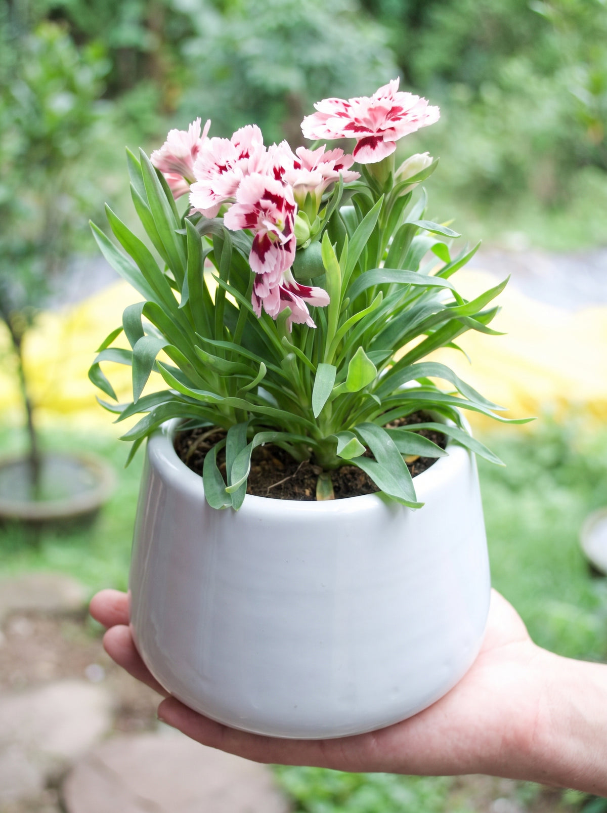 Carnation Dianthus (Candy Pink & Red)