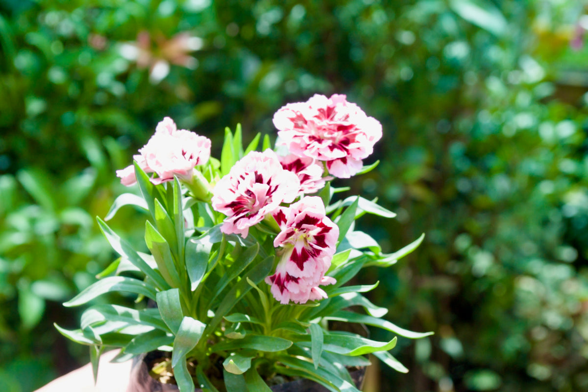 Carnation Dianthus (Candy Pink & Red)