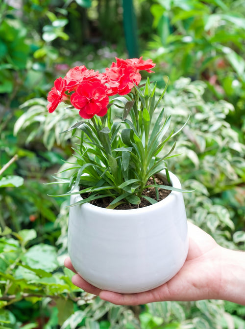 Carnation Dianthus (Scarlet Red)