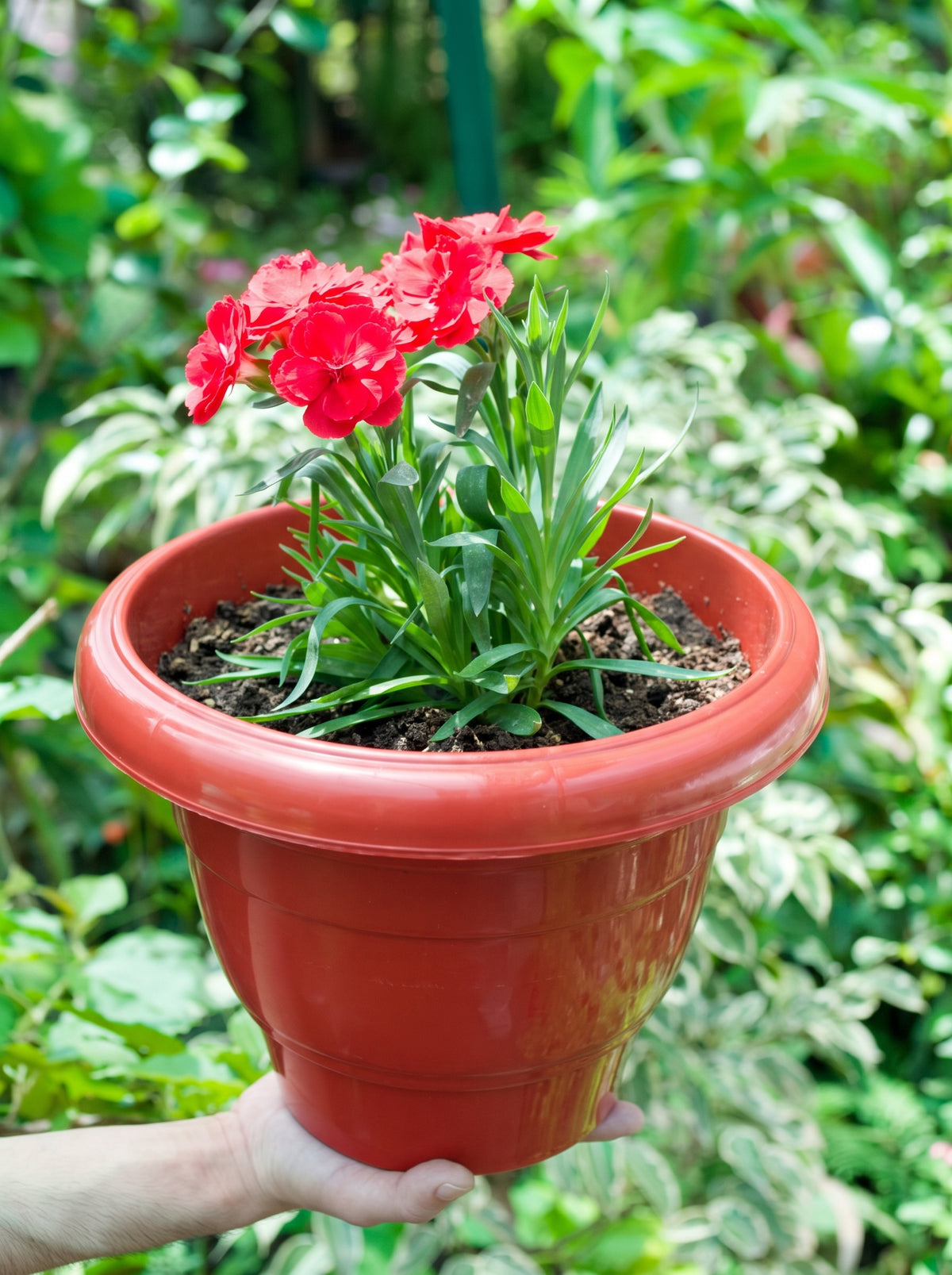 Carnation Dianthus (Scarlet Red)
