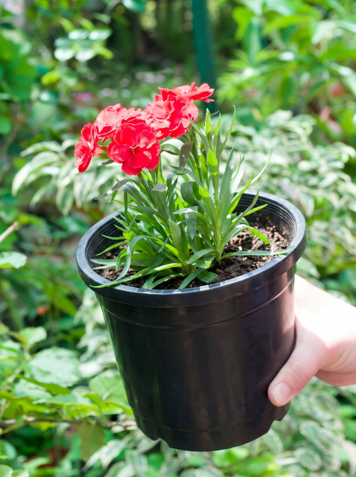 Carnation Dianthus (Scarlet Red)