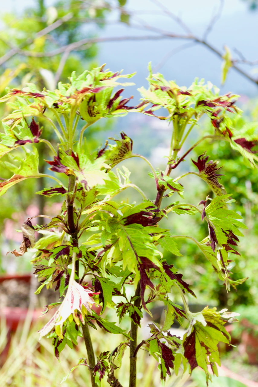 Coleus Kiwi Fern (Cut-Leaf Black & Lime)