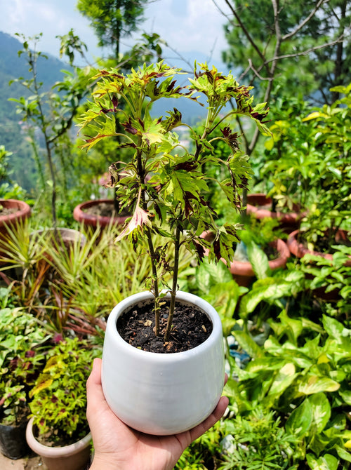 Coleus Kiwi Fern (Cut-Leaf Black & Lime)