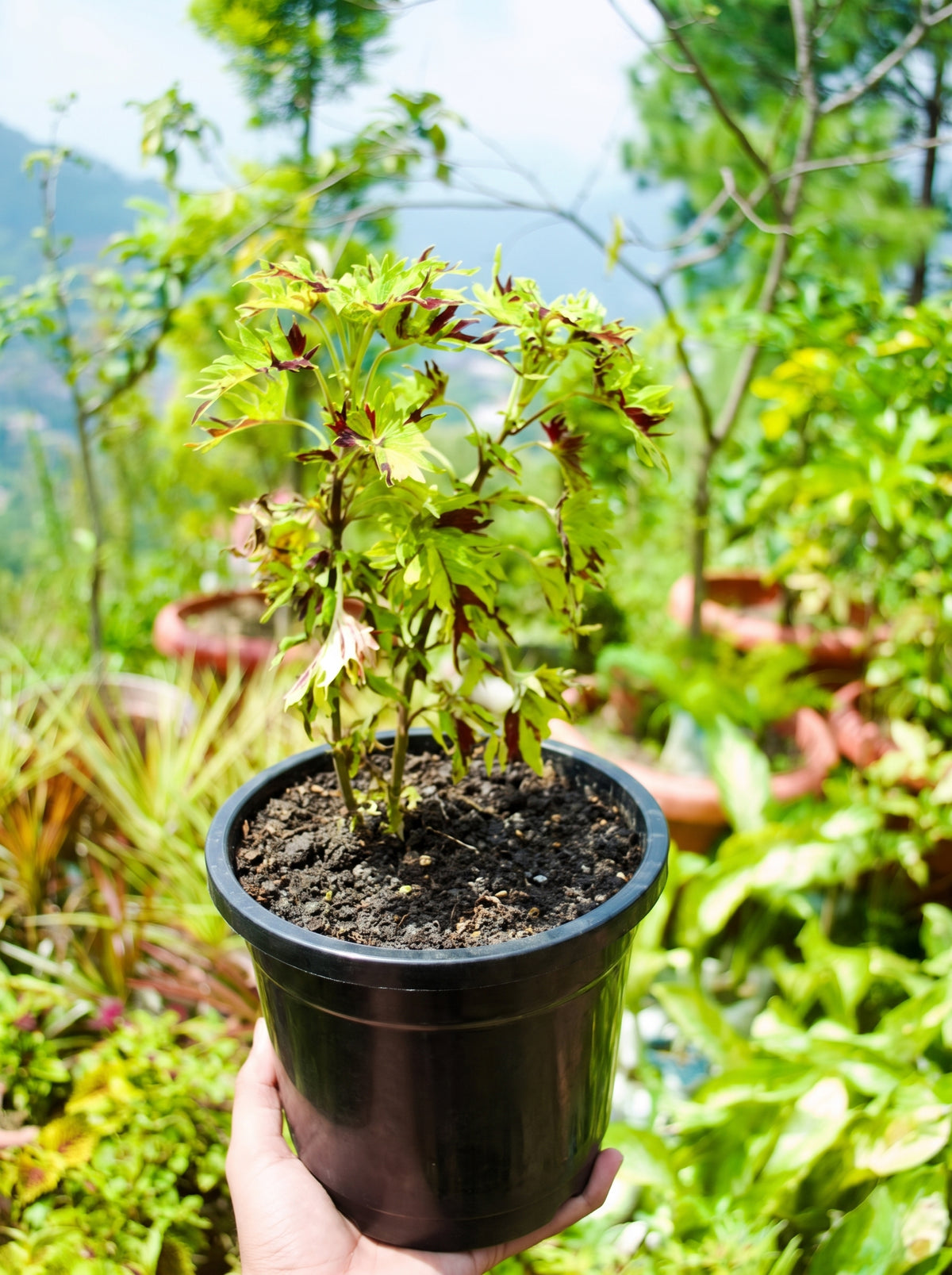 Coleus Kiwi Fern (Cut-Leaf Black & Lime)