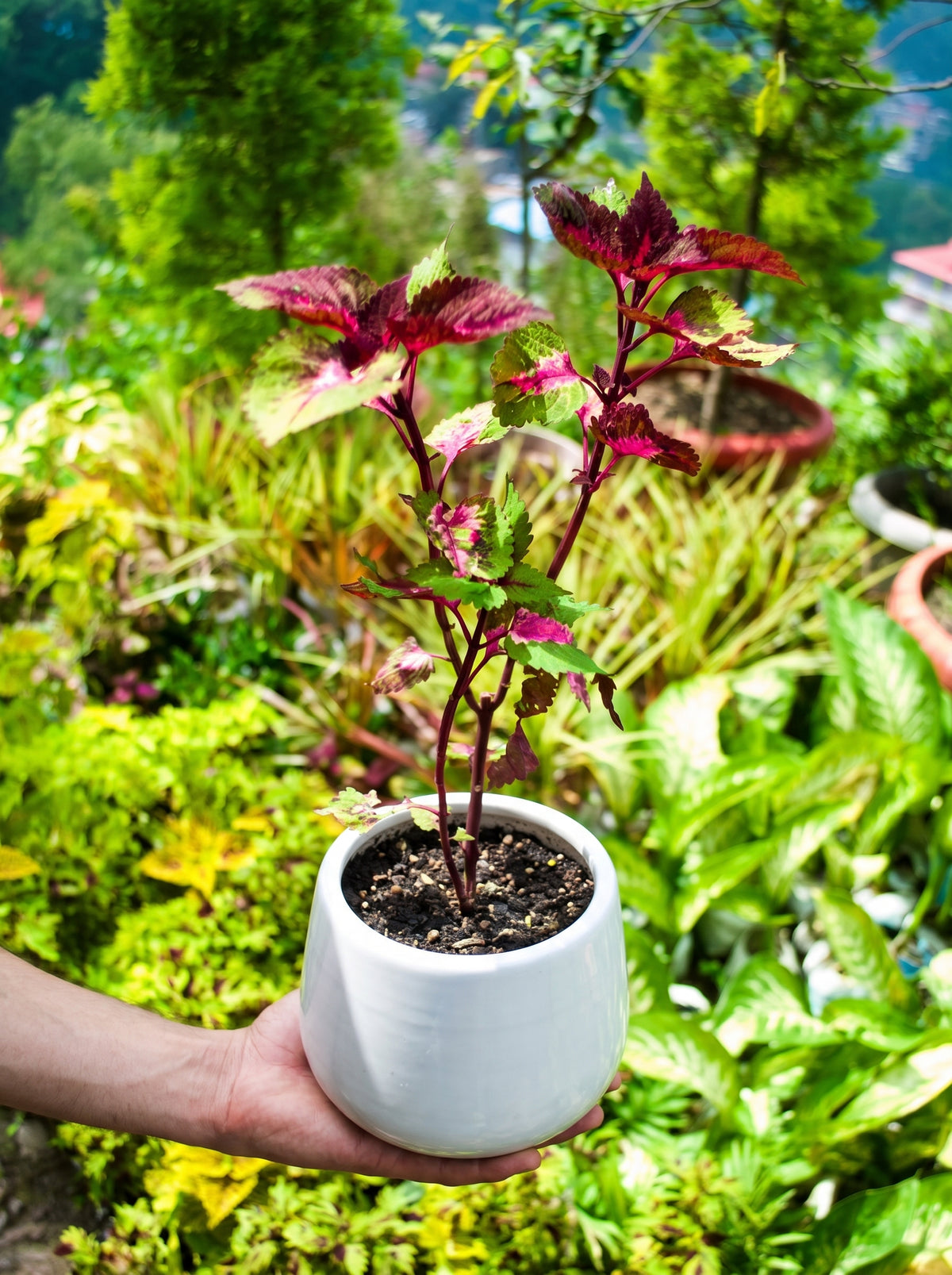 Coleus Kong Rose (Tricolor Pink & Cream)