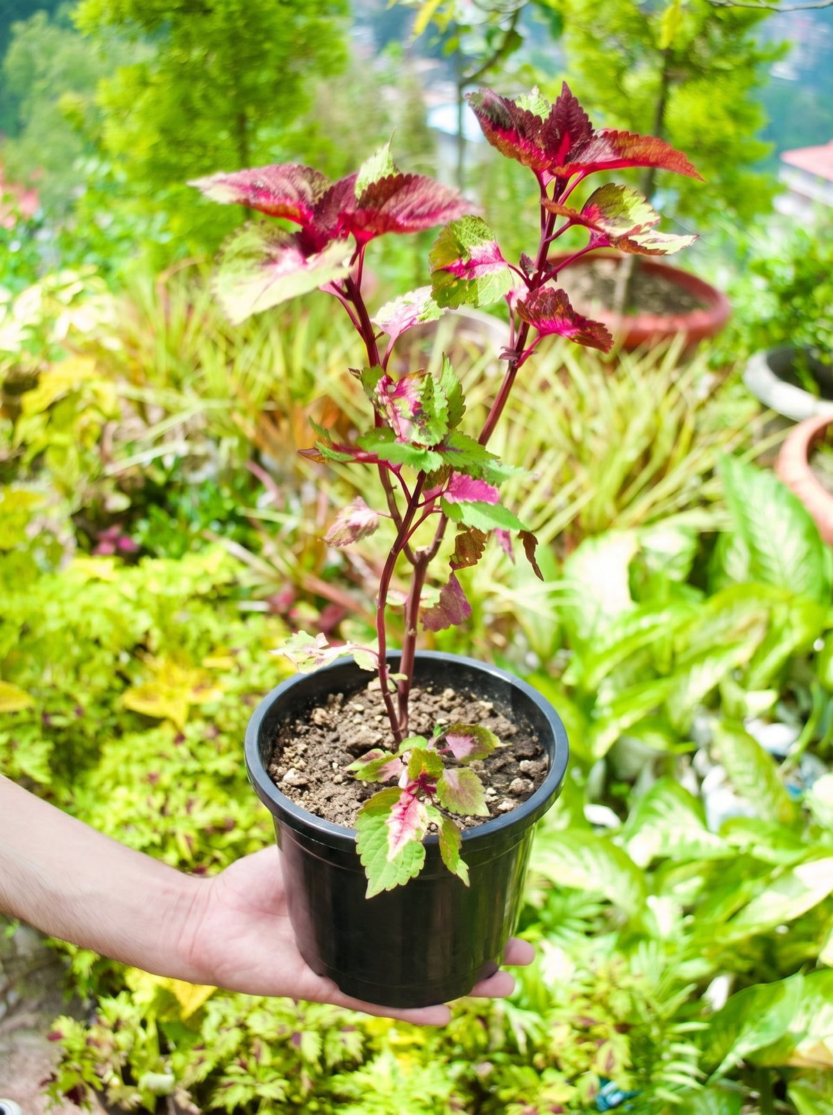 Coleus Kong Rose (Tricolor Pink & Cream)