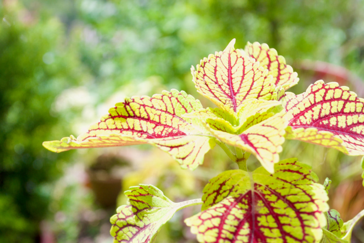 Coleus Pink Chaos (Serrated Red & Green)