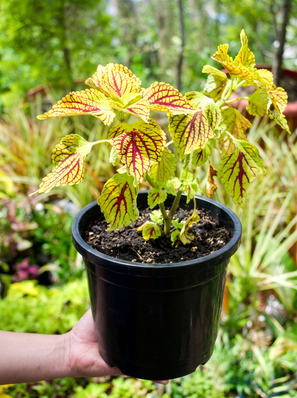Coleus Pink Chaos (Serrated Red & Green)