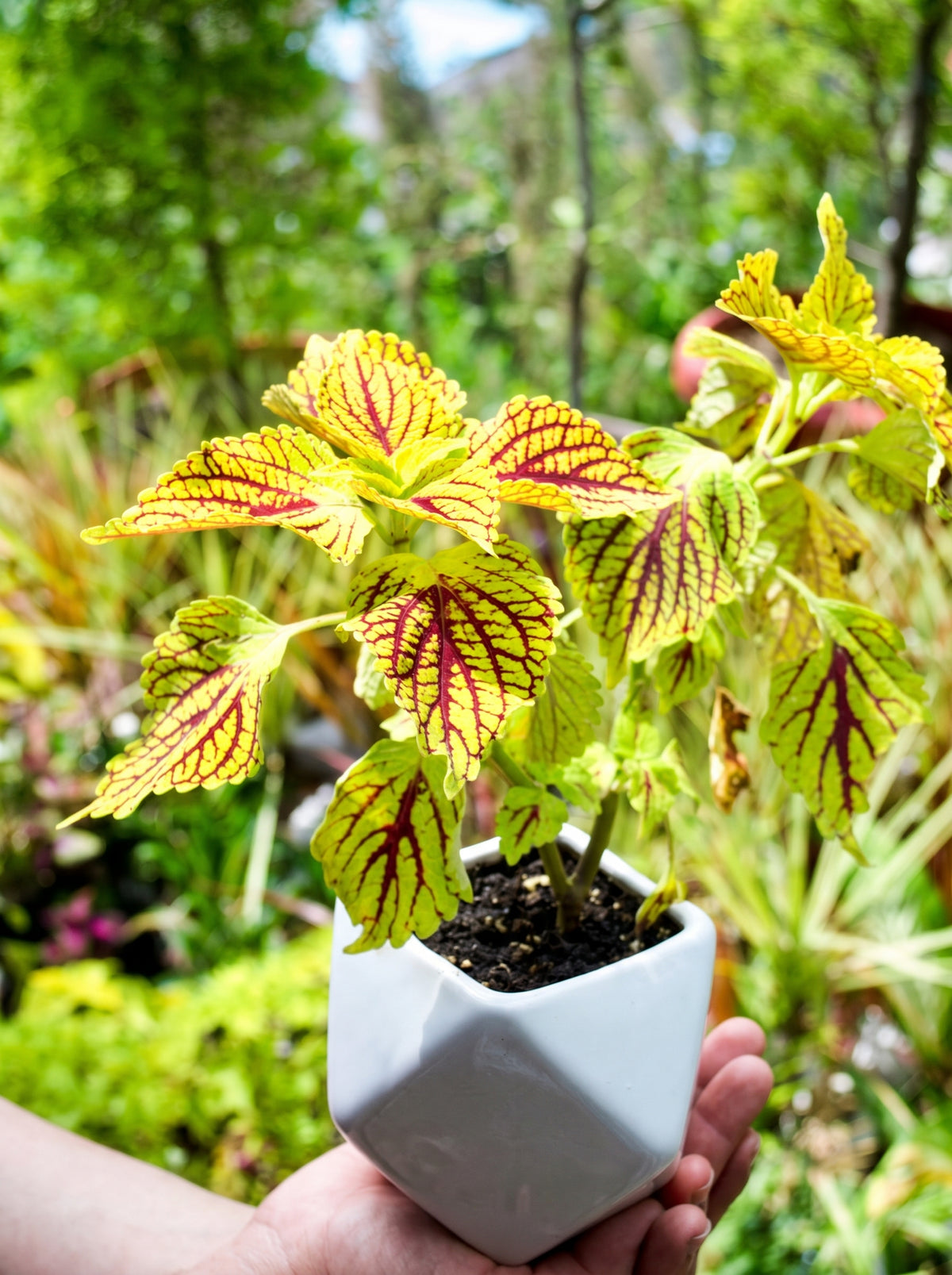 Coleus Pink Chaos (Serrated Red & Green)