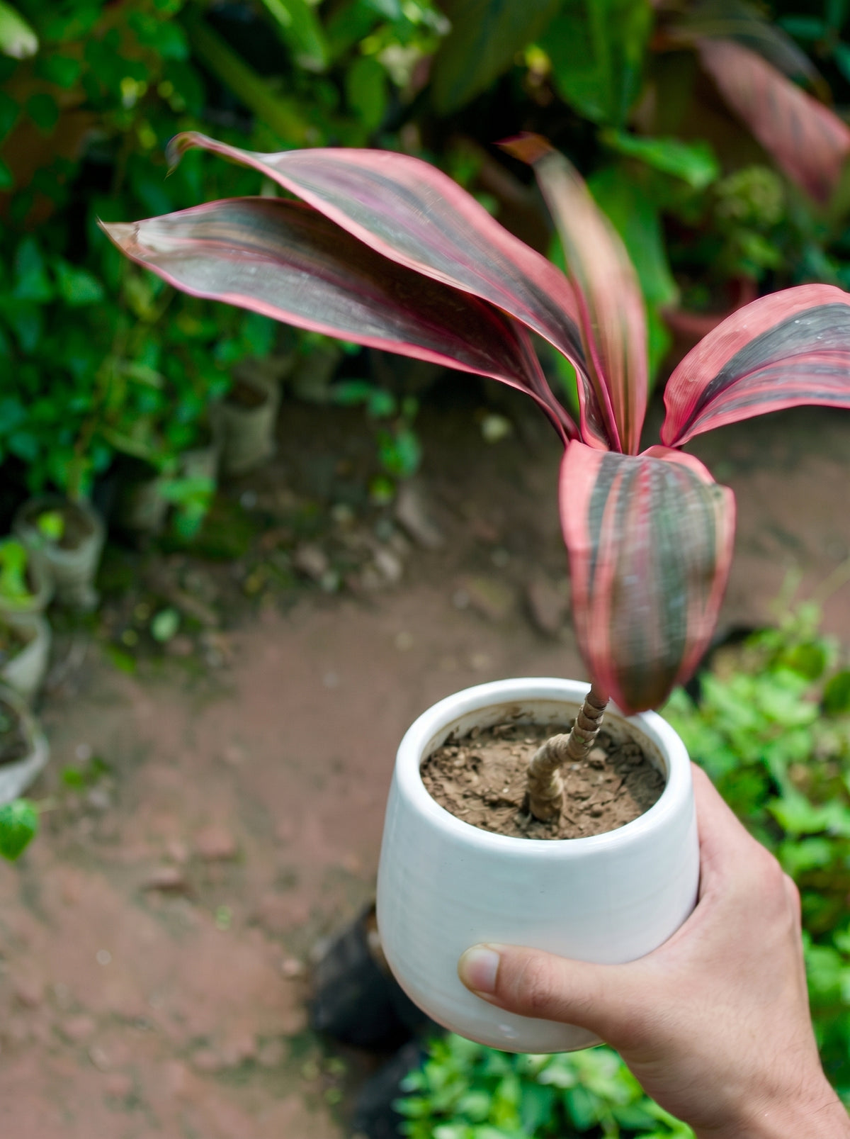 Cordyline