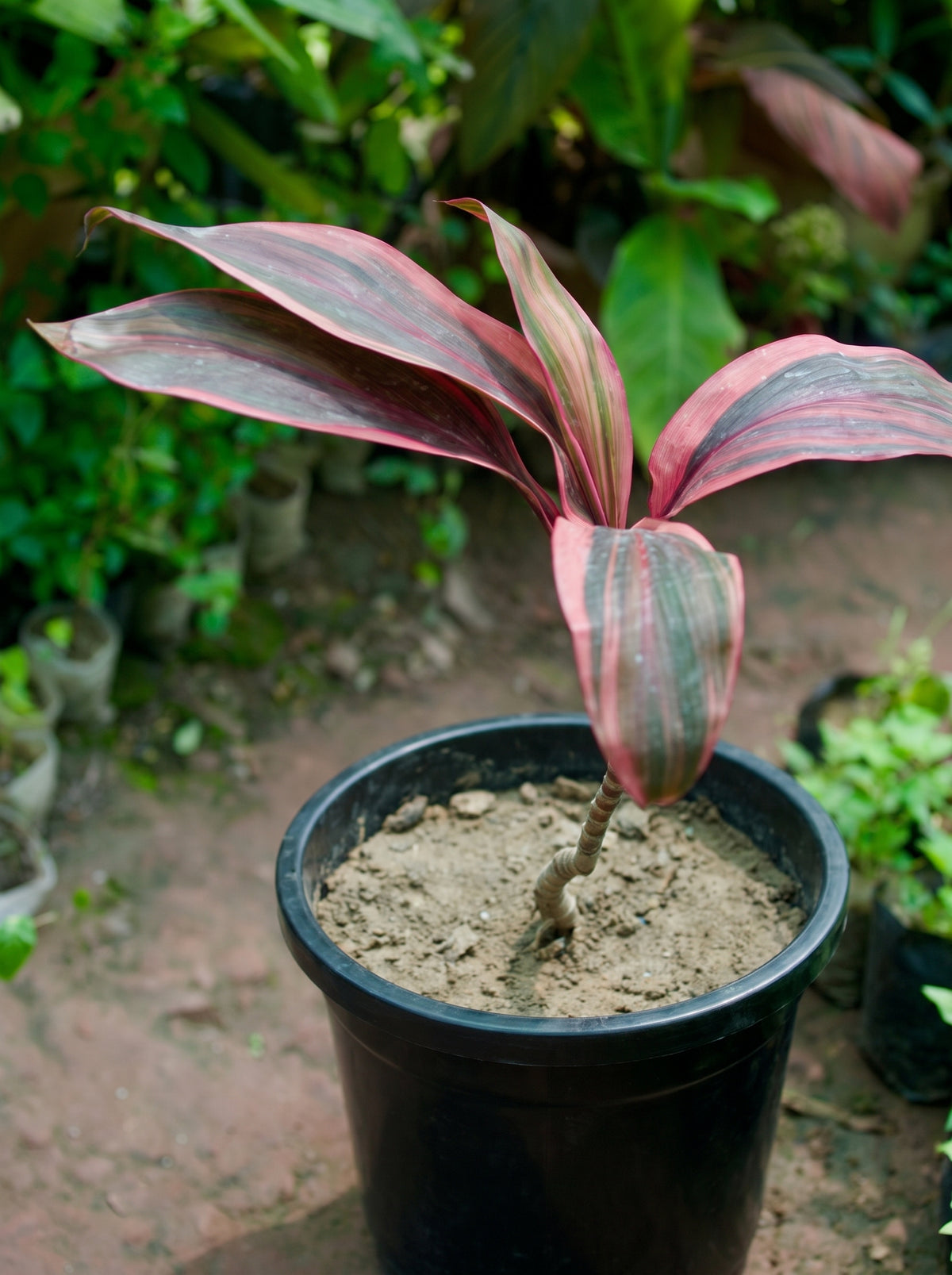 Cordyline