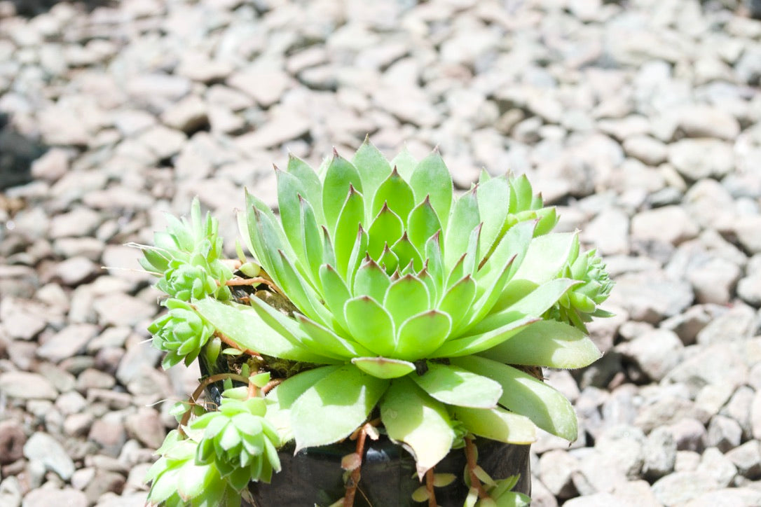 Houseleek