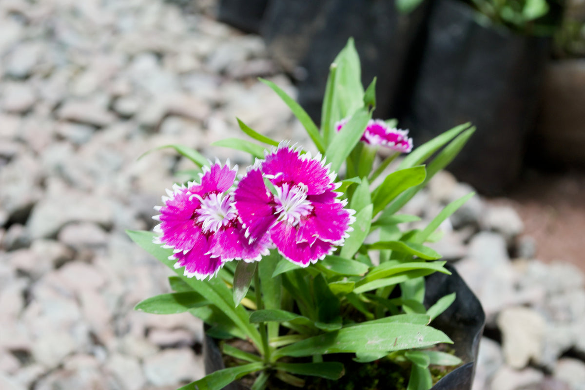 Dianthus (China Pink)