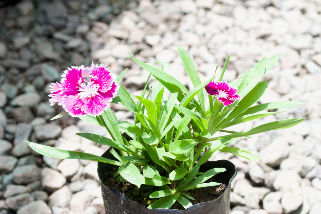 Dianthus (China Pink)