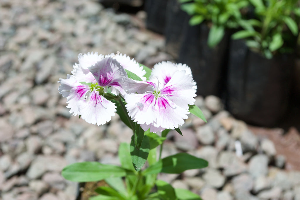 Dianthus (White with Purple Eye)