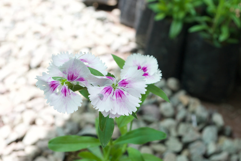 Dianthus (White with Purple Eye)